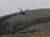 Beware of the bonxie