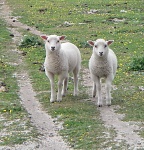Fair Isle lambs