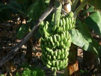 Have we gone bananas?