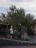 Kathy admiring the marina's Christmas tree
