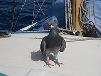 Percy the Passenger Pigeon