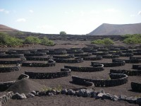 'Vinyard, Lanzarote-style